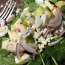 Insalata Popeye
