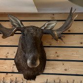 Elk Bar + Restaurant